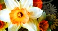 floral wish, daffodil day ecard, card with daffodil flowers
