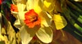 bunch of daffodils, ecards with daffodils, daffodil cards, daffodil ecards, daffodil greeting cards, daffodil greetings