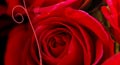 red roses, virtual roses, red rose festival