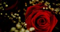 romantic ecards, love ecards, red rose festival cards