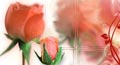 pink rose, rose month, rose month ecards