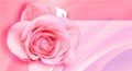 pink rose, rose month, proposal ecard
