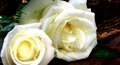 white rose, inspirational ecards, rose month cards