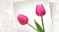 tulip day, tulip day ecards, floral wishes, tulip day cards, tulip day greetings, free tulip day ecards, free tulip day cards, tulip flowers, romantic tulip day ecards, romantic tulip day cards, tulip pictures, tulip images