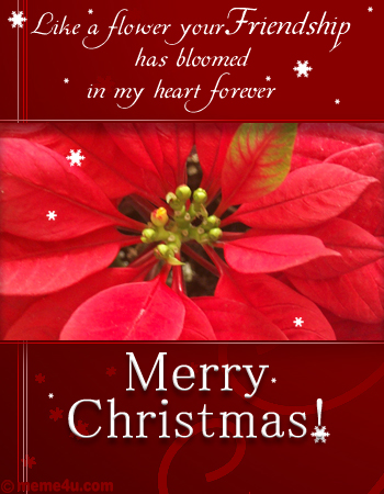 Christmas Postcards on Christmas Poinsettia Flower Card  Floral Christmas Ecard  Floral Xmas